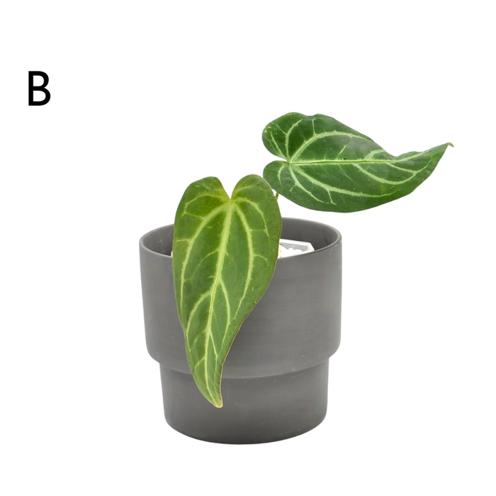 Anthurium Magnificum x Sanguineum