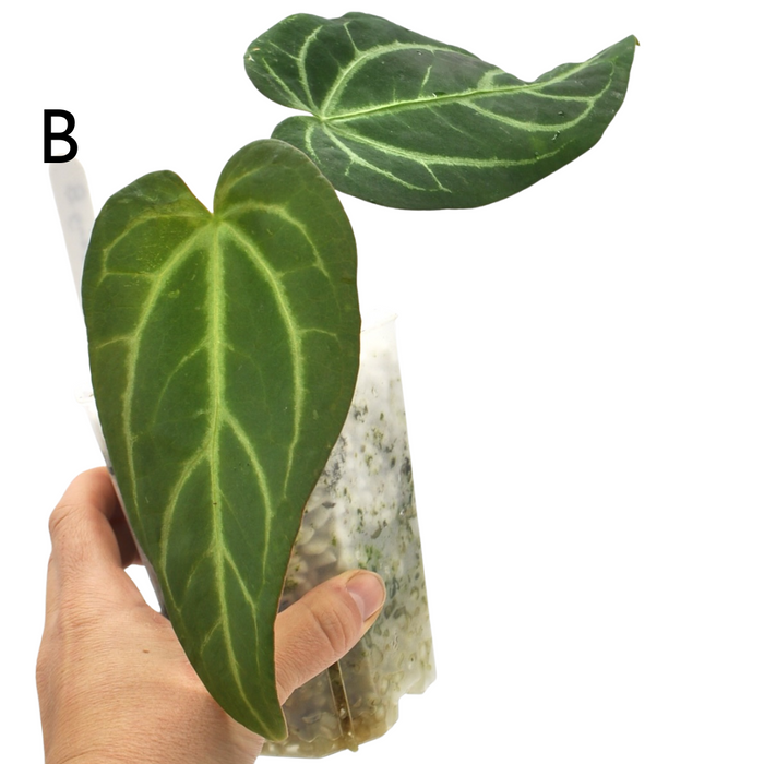 Anthurium Magnificum x Sanguineum