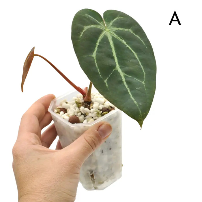 Anthurium papillilaminum x