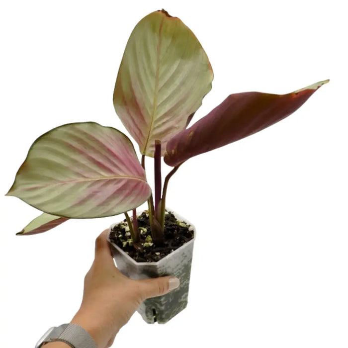 Calathea picturata 'Silver Plate'