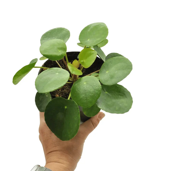 Pilea peperomioides