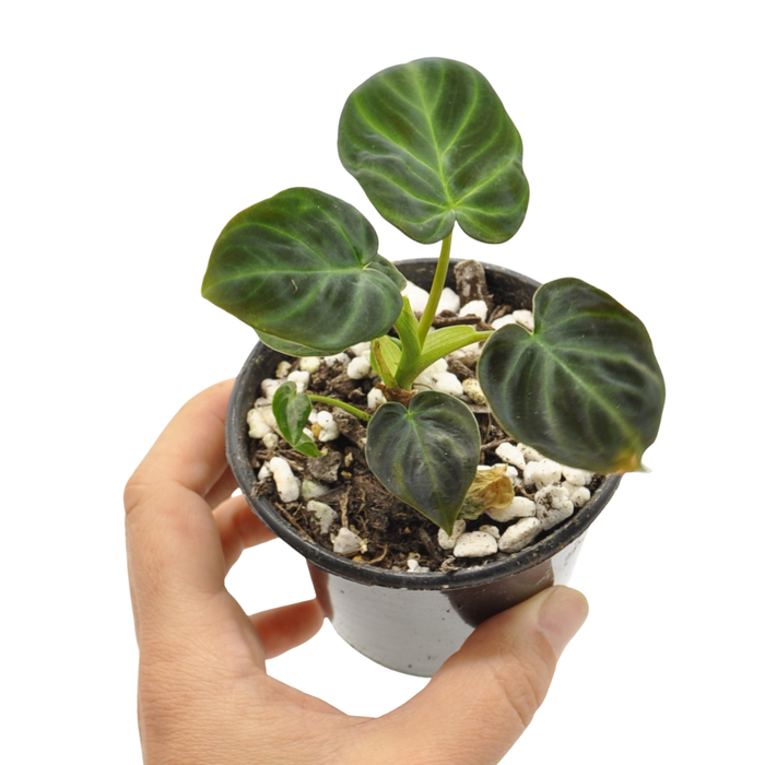 Philodendron Verrucosum Magic Mark