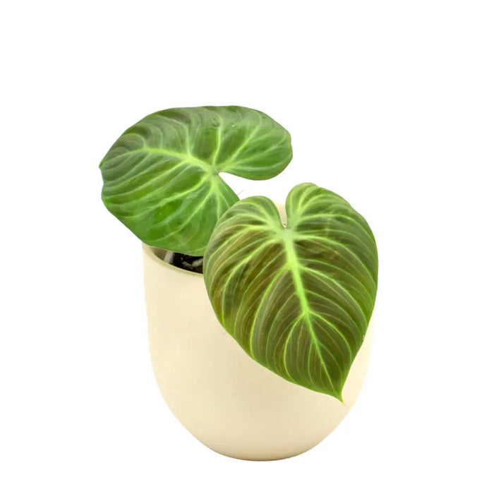 Philodendron rubrijuvenile (El Choco Red)