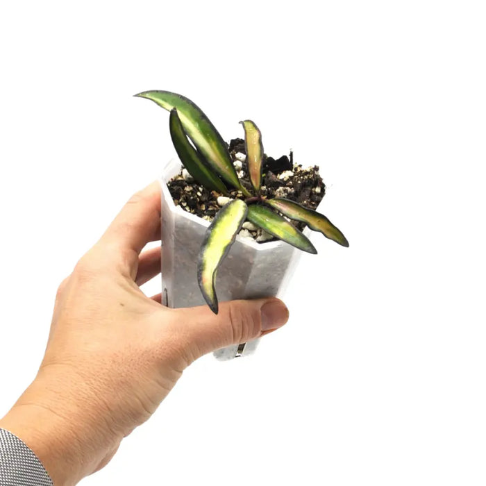 Hoya wayetii variegata