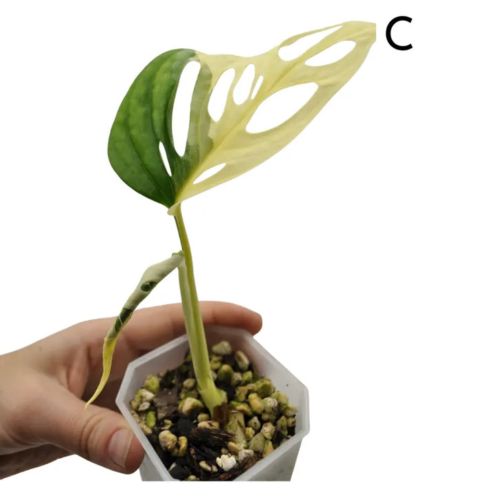 Monstera adansonii variegata