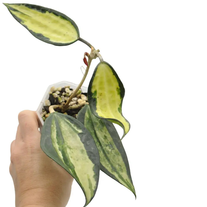 Hoya latifolia 'Pot of Gold'