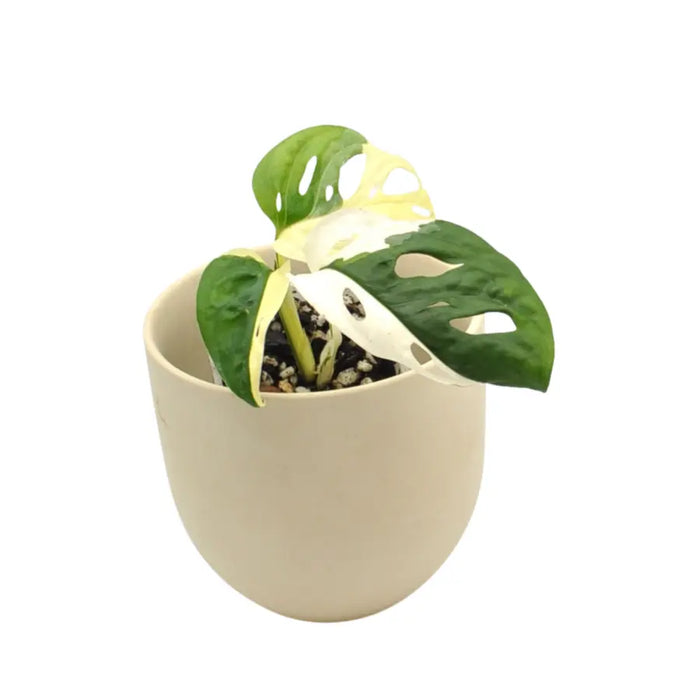 Monstera adansonii variegata