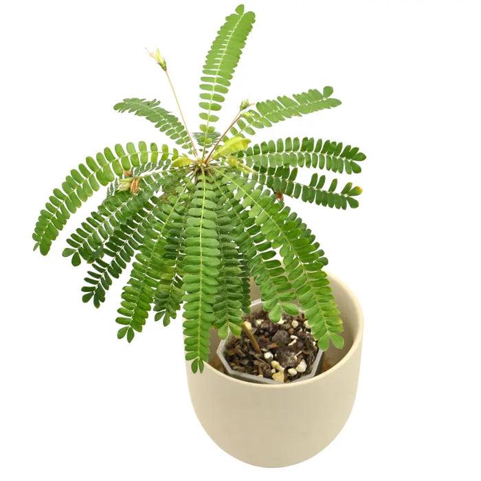 Biophytum Sensitivum (Jurassic Sensitive Plant)