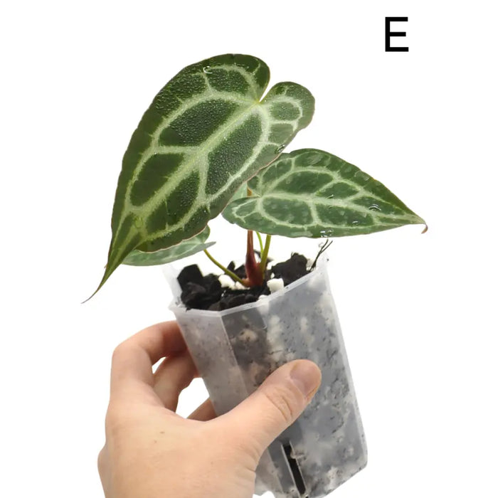 Anthurium Wild Crystallinum X Forgetii x