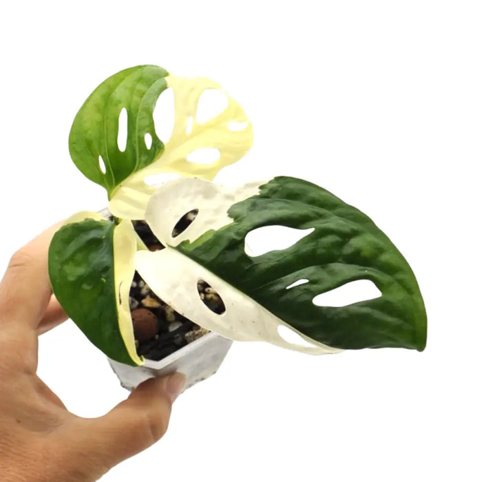 Monstera adansonii variegata