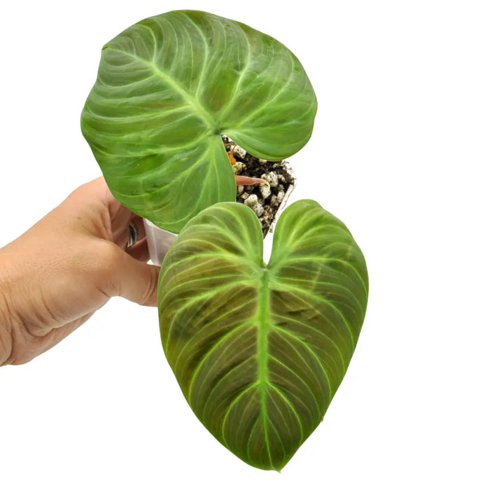 Philodendron rubrijuvenile (El Choco Red)