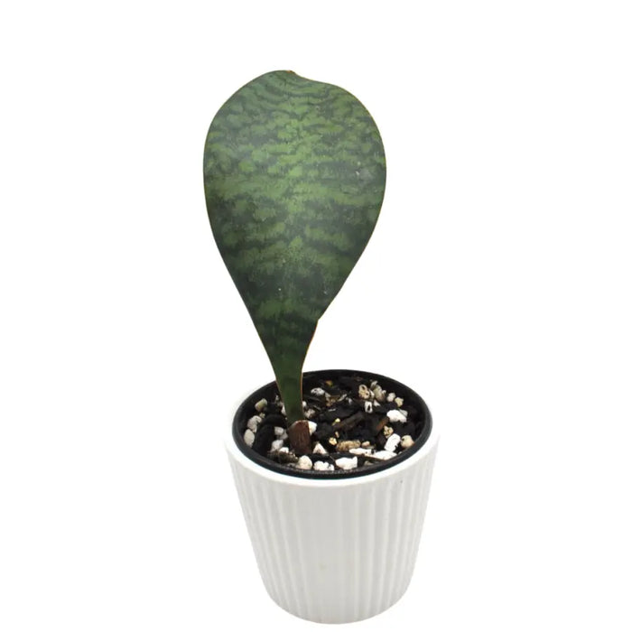 Sansevieria masoniana