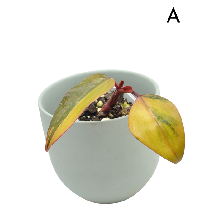 Philodendron Strawberry Shake