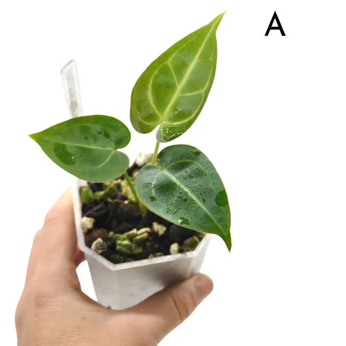 Anthurium (Magnificum x Sanguineum) X Wild Crystallinum