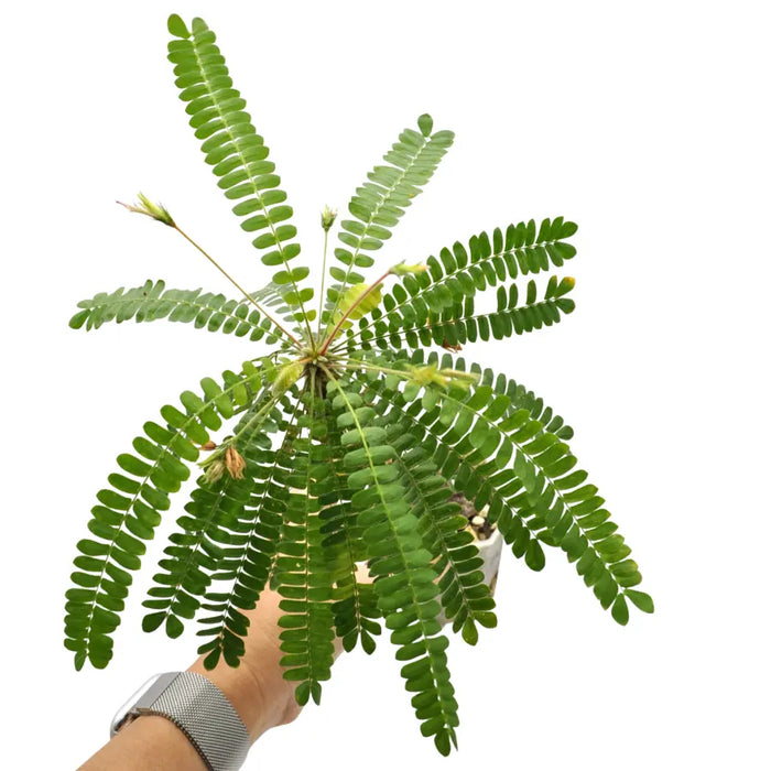 Biophytum Sensitivum (Jurassic Sensitive Plant)