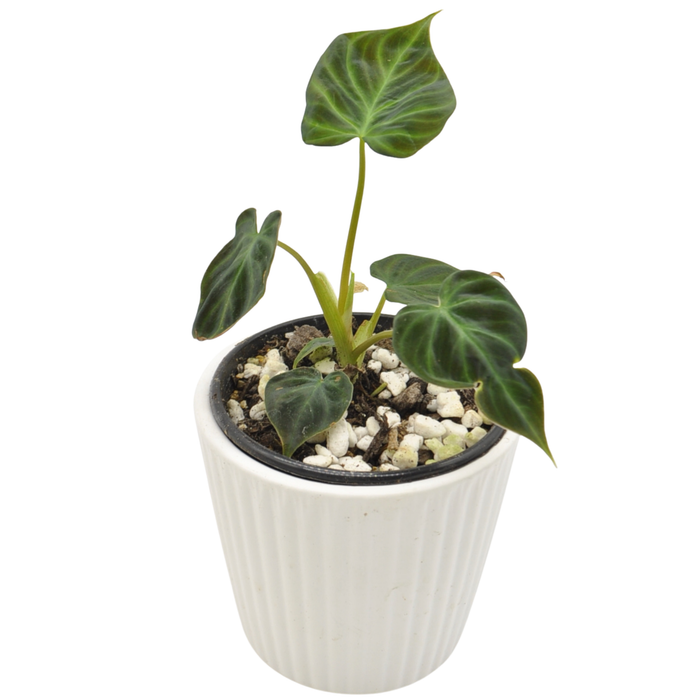 Philodendron Verrucosum Magic Mark