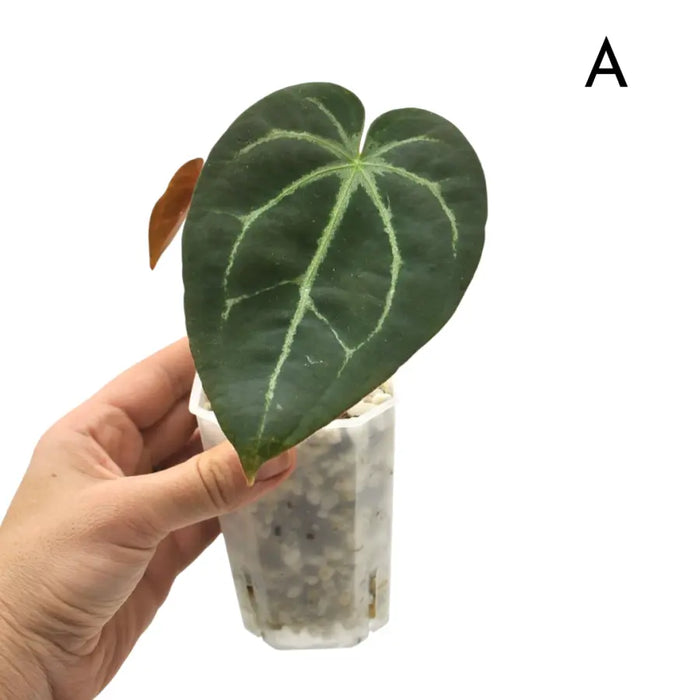 Anthurium papillilaminum x