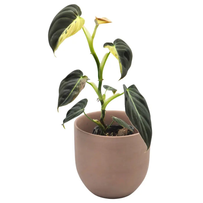 Philodendron melanochrysum variegata