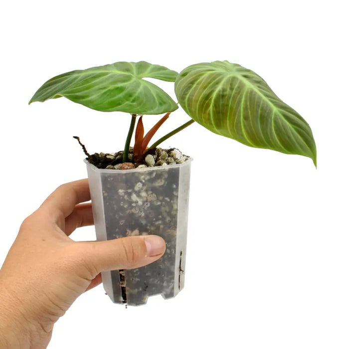 Philodendron rubrijuvenile (El Choco Red)