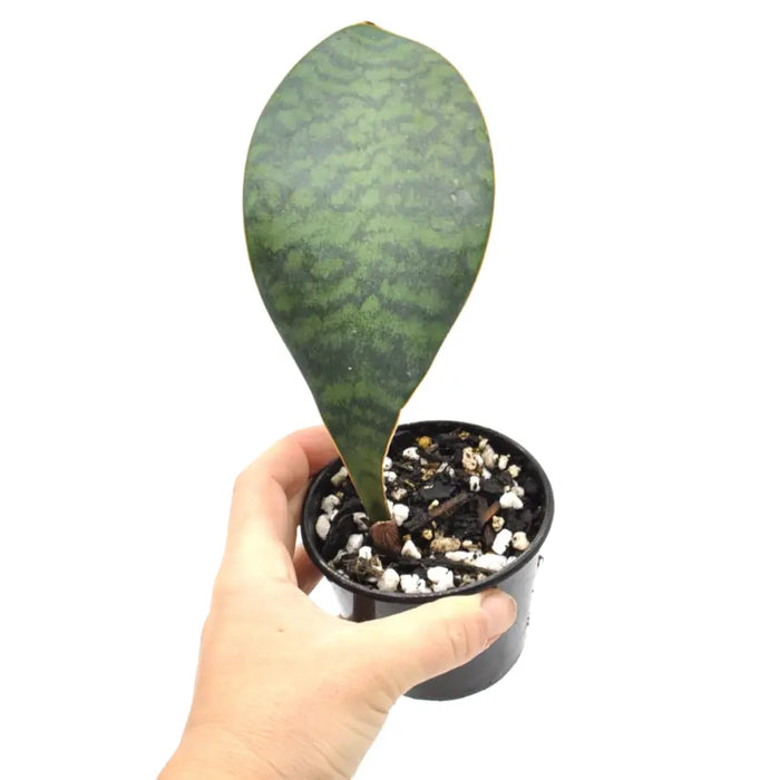 Sansevieria masoniana