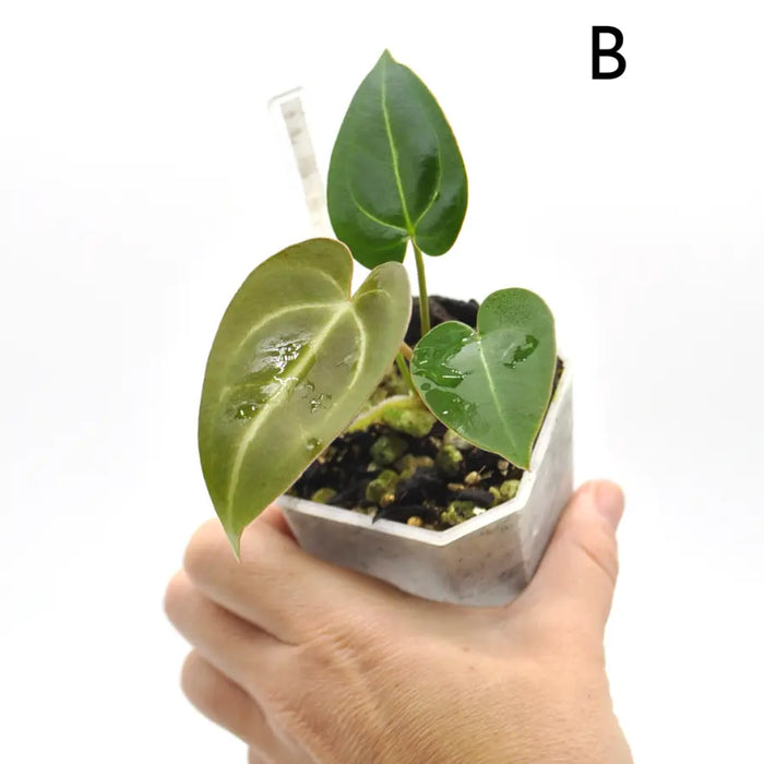 Anthurium (Magnificum x Sanguineum) X Wild Crystallinum