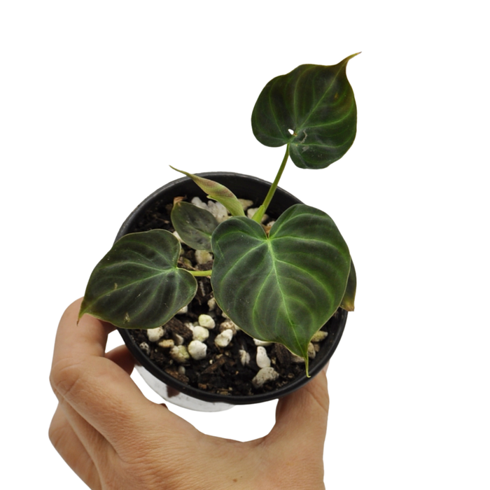 Philodendron Verrucosum Magic Mark
