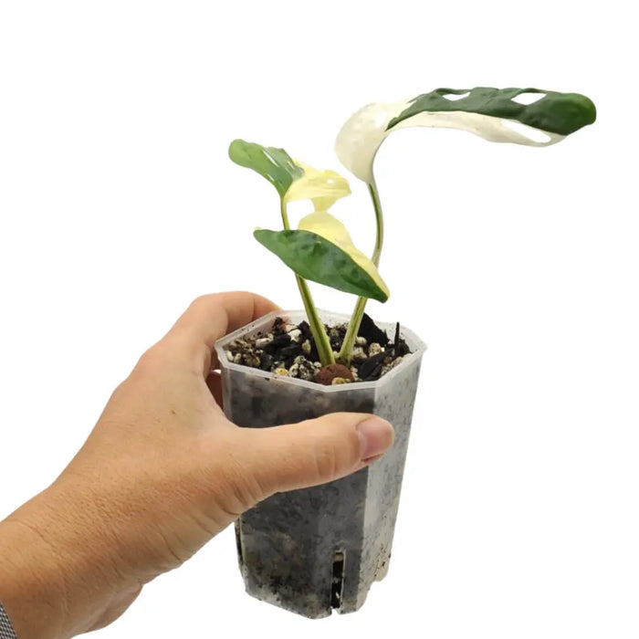 Monstera adansonii variegata