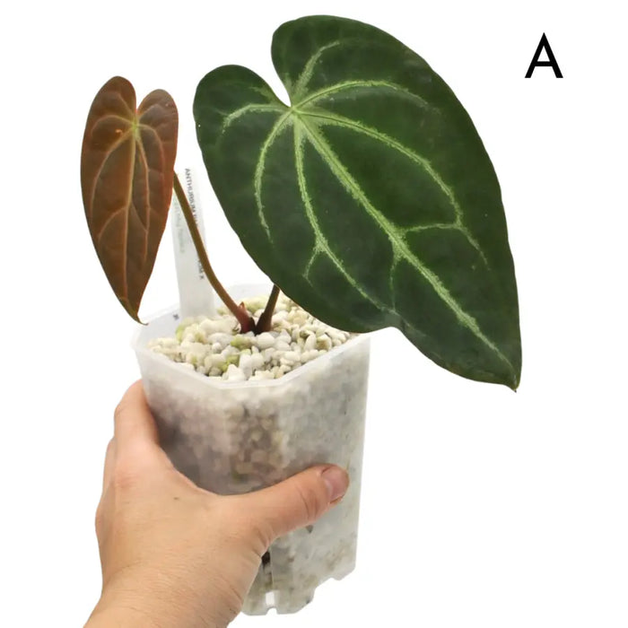 Anthurium papillilaminum x