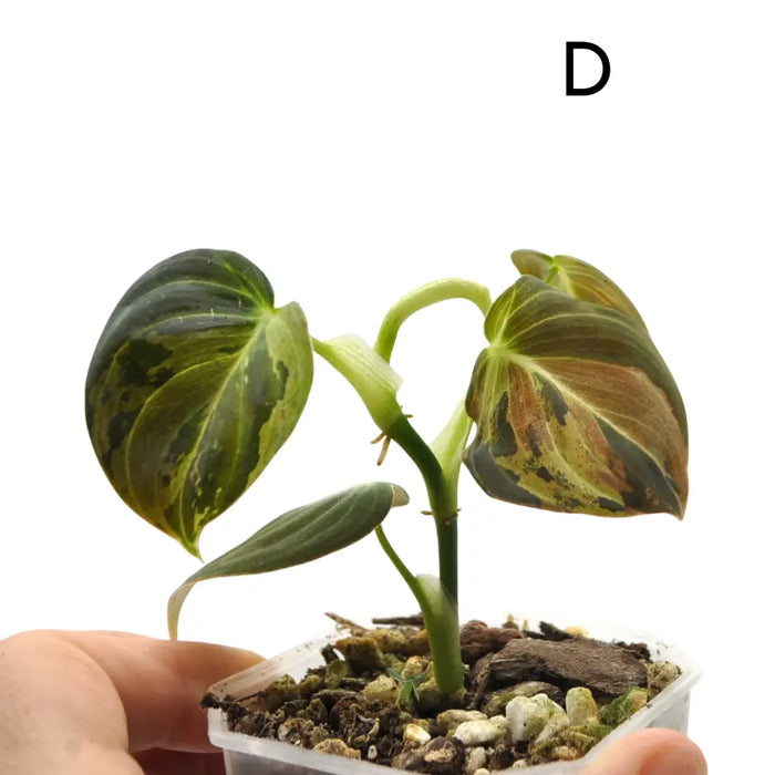Philodendron melanochrysum variegata