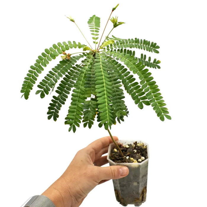 Biophytum Sensitivum (Jurassic Sensitive Plant)