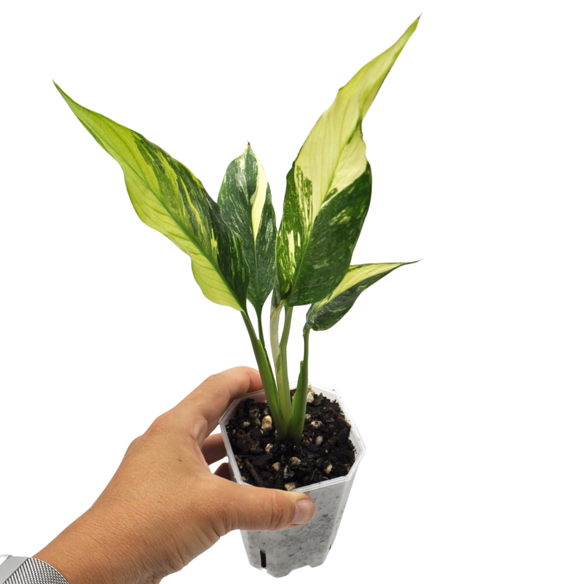 jet diamond peace lily Spathiphyllum 'Jet Diamond' – Upright Variegated Peace Lily — Green My Space