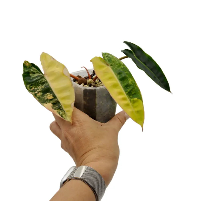 Philodendron Billietiae Variegata - soil