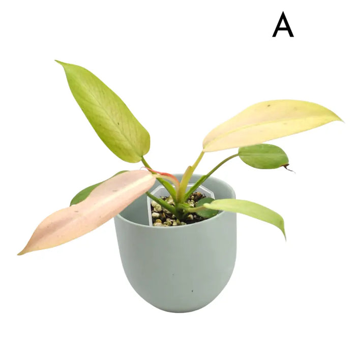 Philodendron Whipple Way