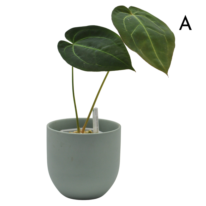 Anthurium Dark Complex x Black noID