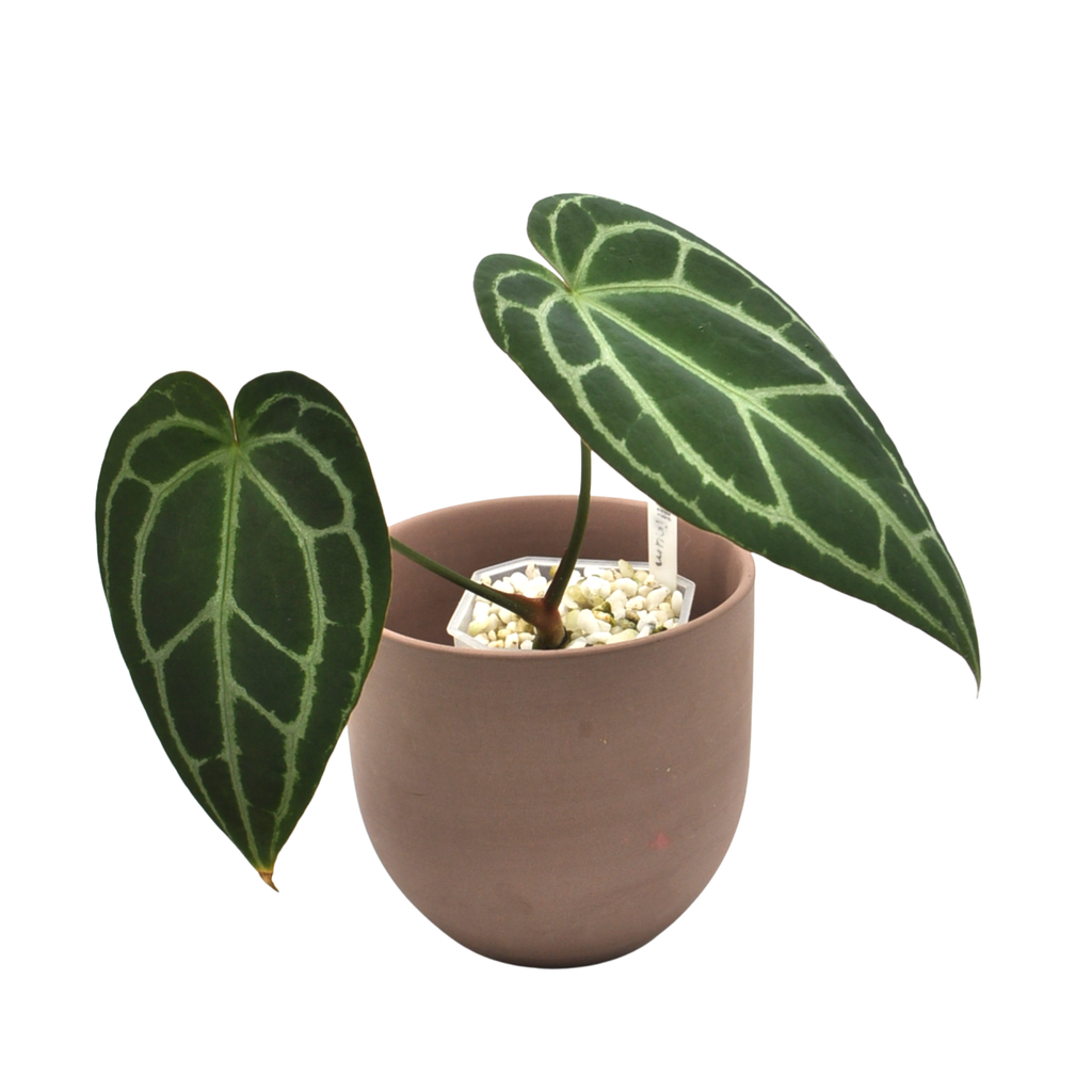 anthurium nidus Anthurium NoID x Wild Crystallinum indoor plant — Green My Space