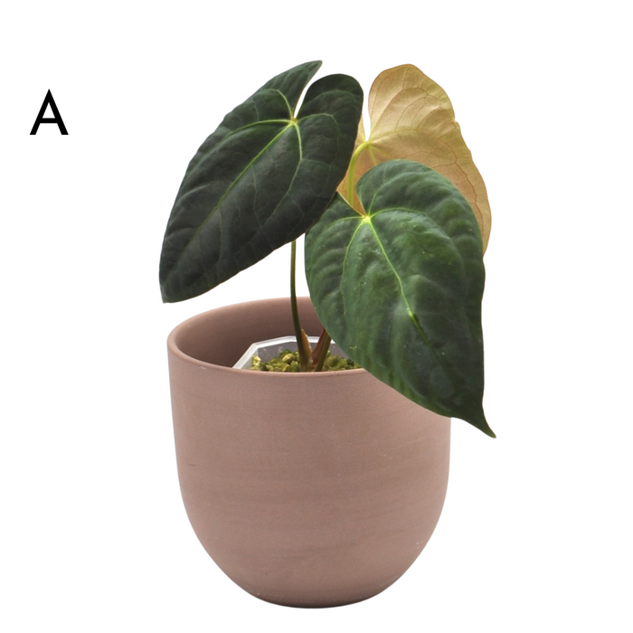 Anthurium Hoffmannii x