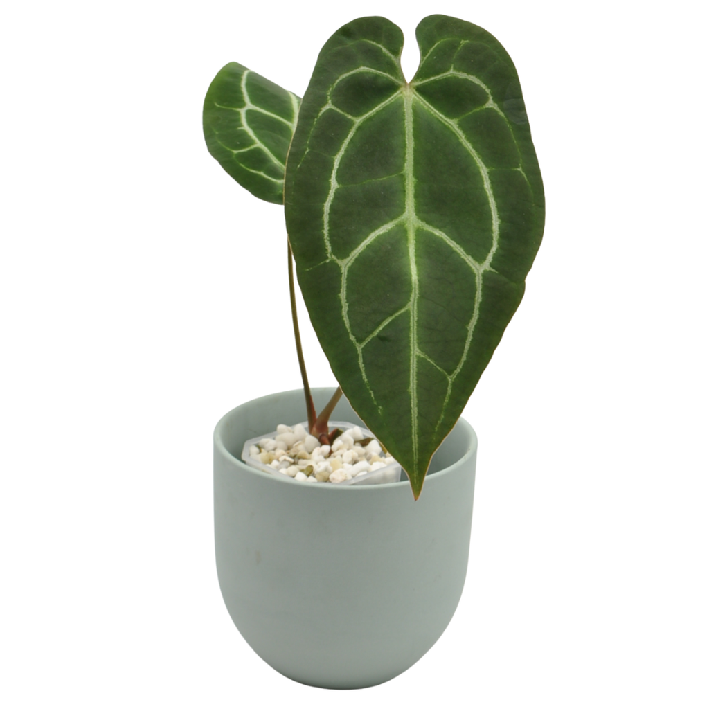 anthurium forgetii x crystallinum Anthurium Crystallinum x Forgetii indoor plant — Green My Space