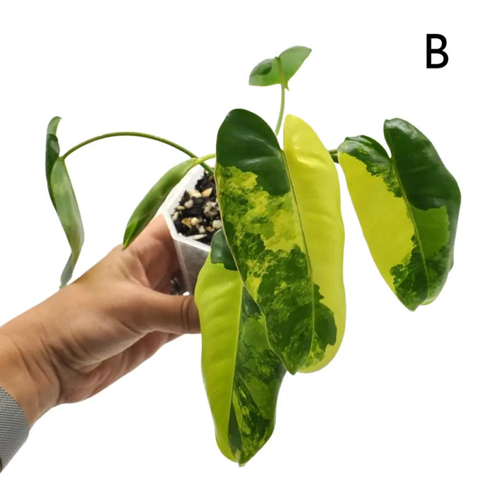 Variegated Philodendron Burle Marx