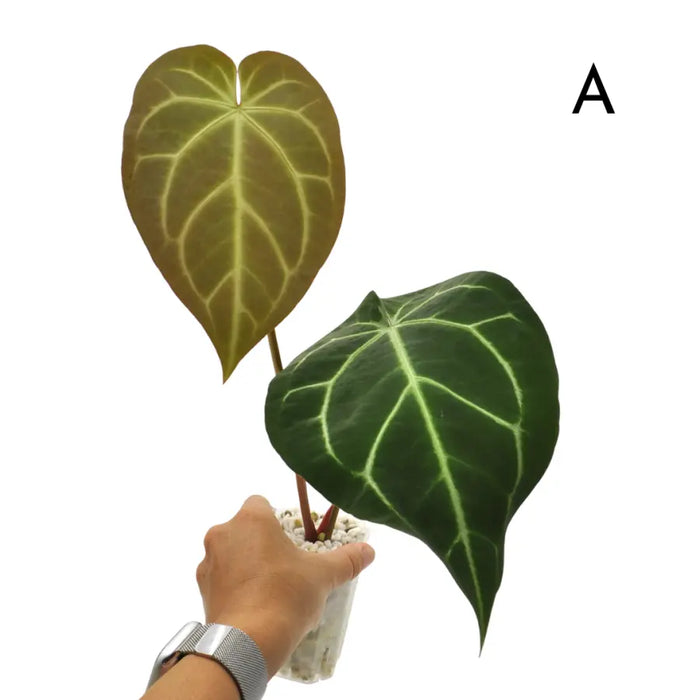 Anthurium  'Black Sensation' x (probably with Magnificum)