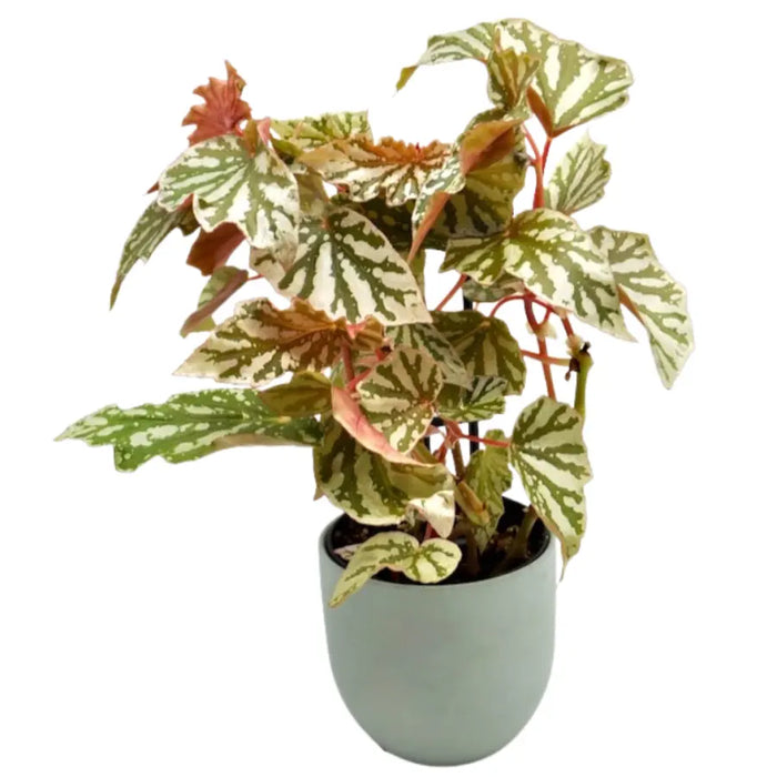 Begonia bohemian forest