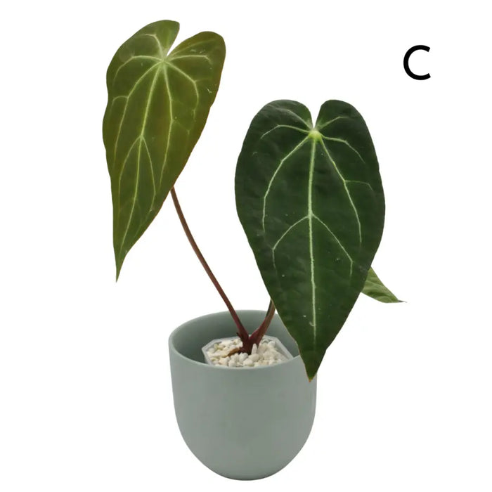 Anthurium papillilaminum x