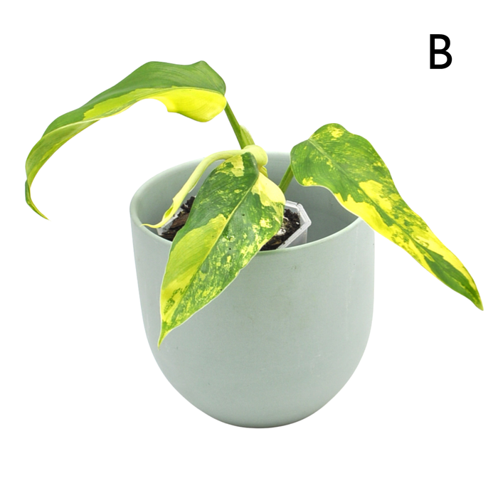 Philodendron Domesticum Variegata