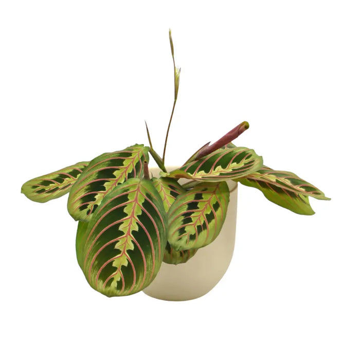 Red Vein Maranta leuconeura