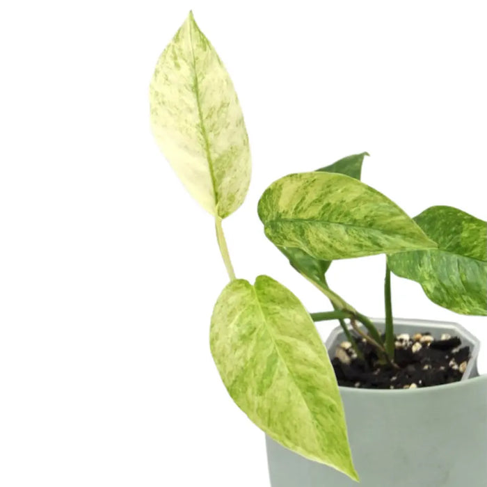 Monstera adansonii var laniata variegata 'mint'