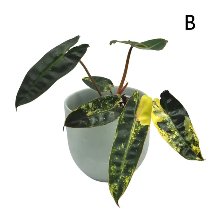 Philodendron Billietiae Variegata - soil
