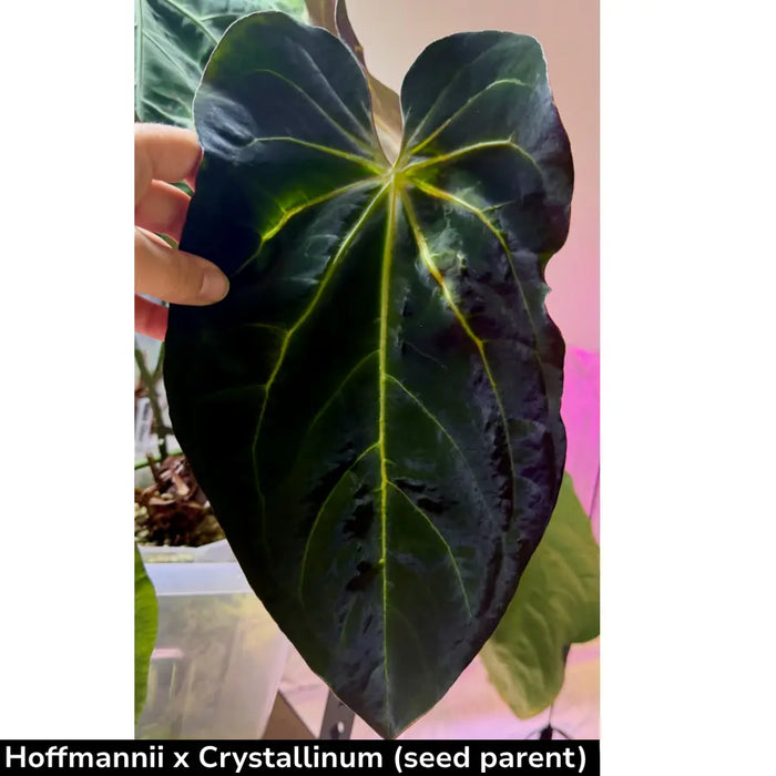 Anthurium (Hoffmannii x Crystallinum ) X ( Forgetii x Crystallinum)  seedling