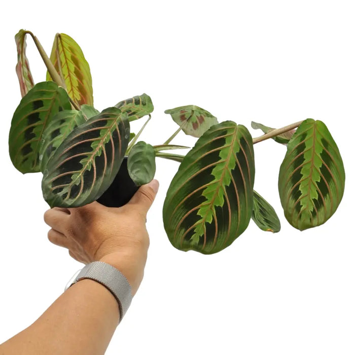 Red Vein Maranta leuconeura