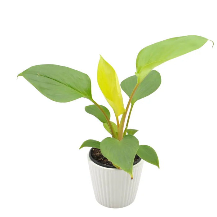 Homalomena occulta 'Lemon Lime'