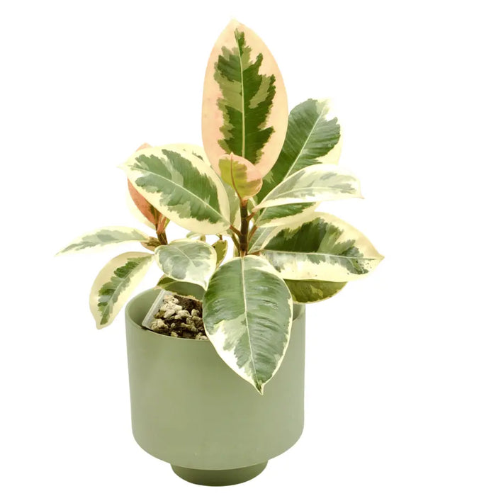 Ficus tineke