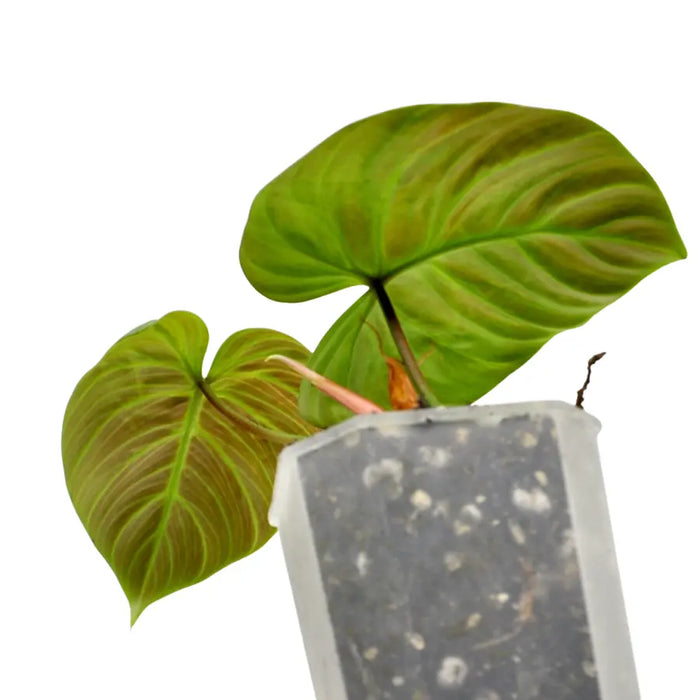 Philodendron rubrijuvenile (El Choco Red)